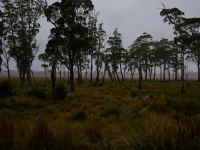 tall trees with a clearing in the foreground, scrub is in clearing 